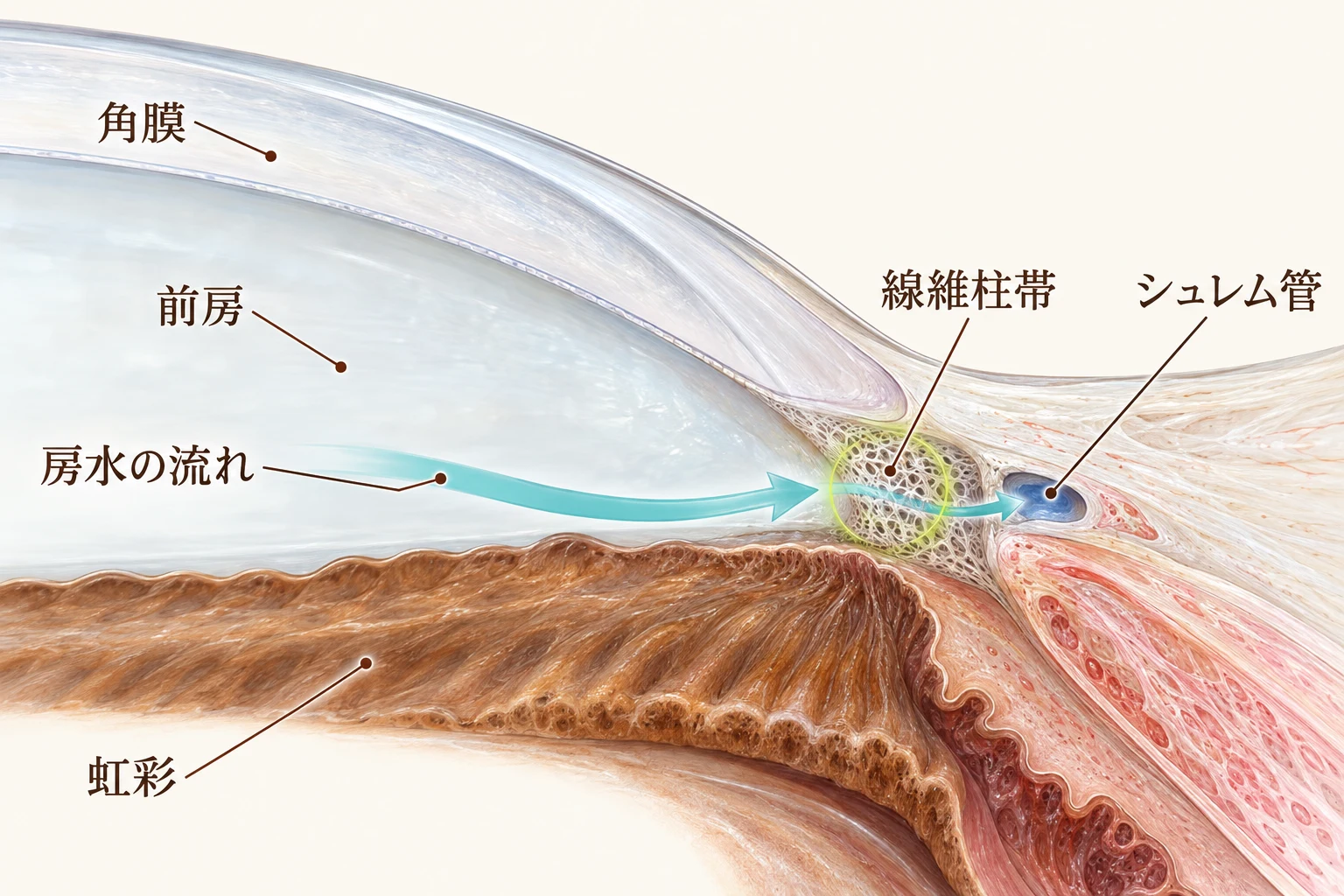 目の前方の隅角を拡大した模式図。角膜と虹彩の間の前房から、房水が線維柱帯を通り、その外側のシュレム管へ流れます。MLTは線維柱帯に照射します。